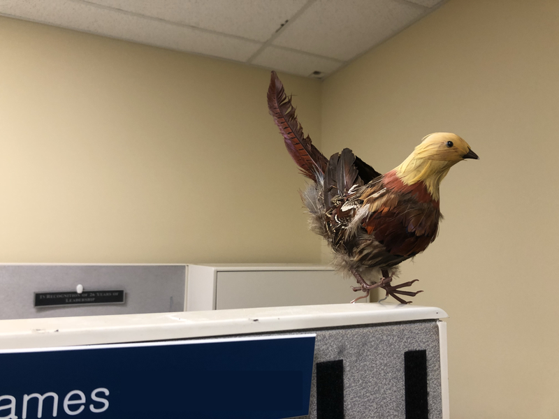Illustration for article titled I bought this fake bird for $1 at a garage sale